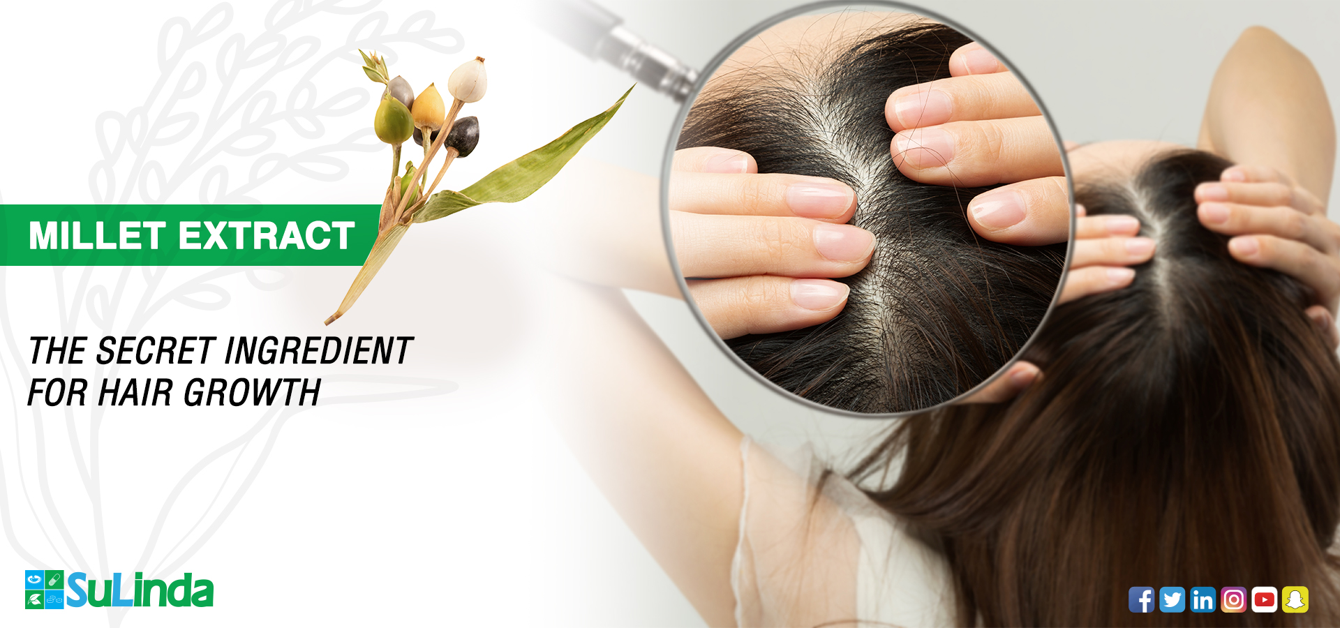 Millet Extract the secret ingredient for hair growth Sulinda